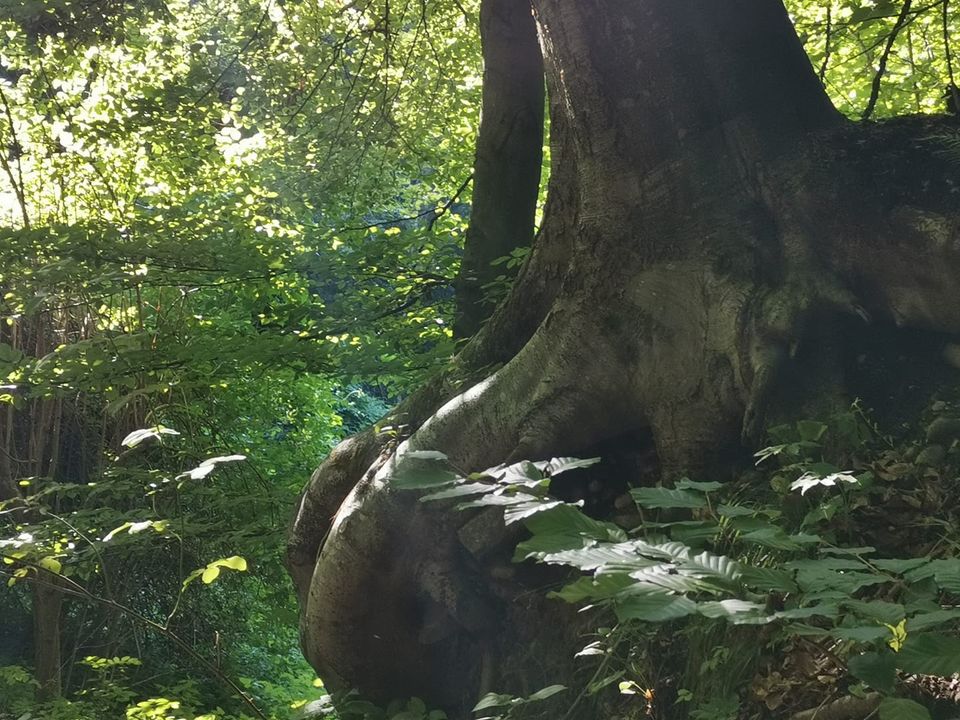 116152598 10219270280177236 6709399409399951581 n