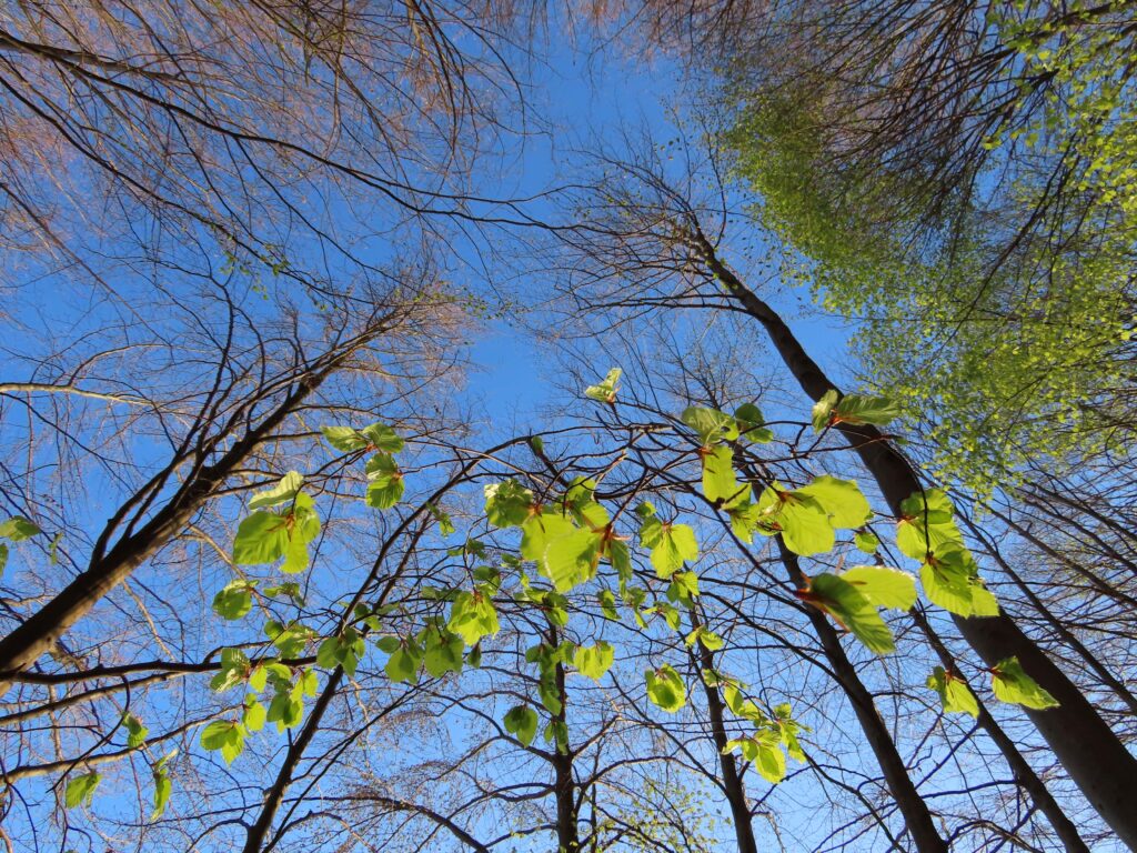 Baumhimmel