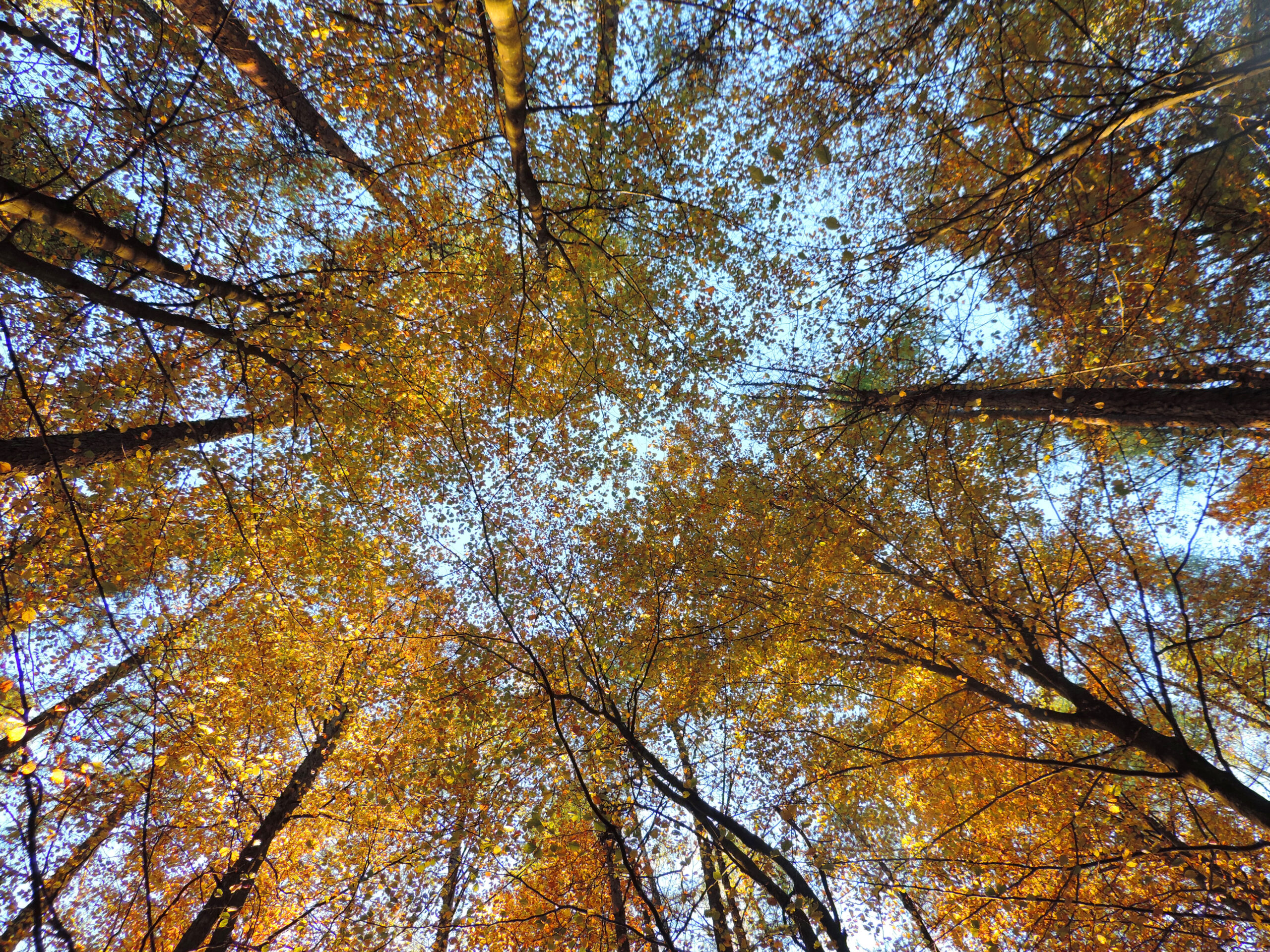 Baumkronen waldakademie