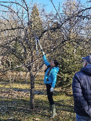 Baumschnittkurs