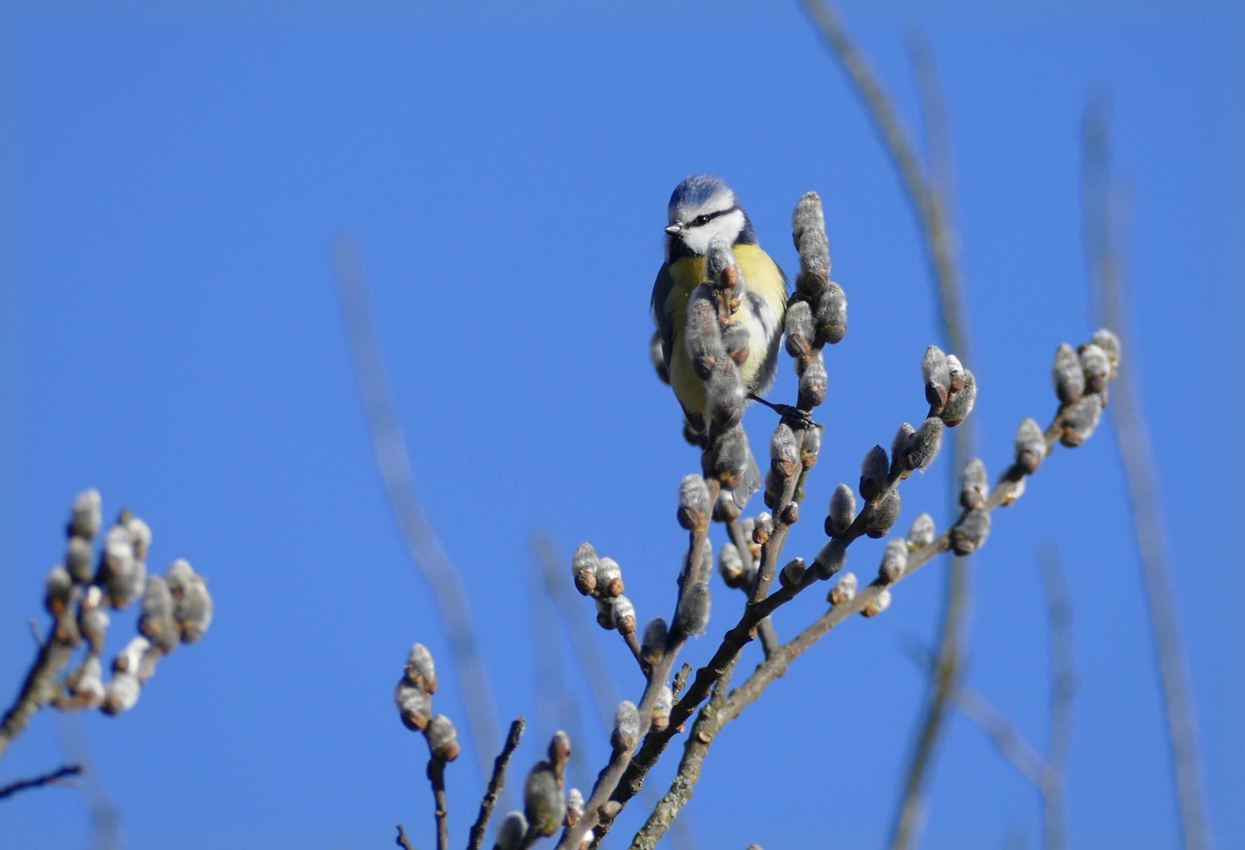 Blaumeise