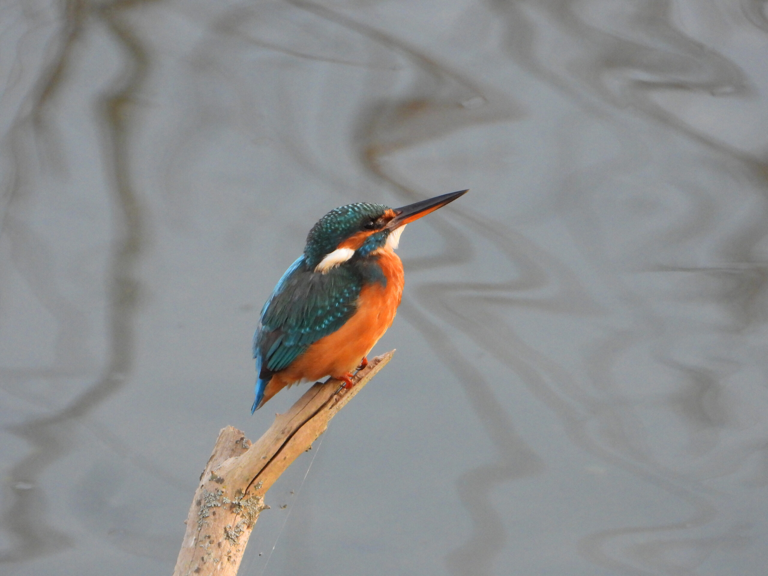 Eisvogel wunderschön