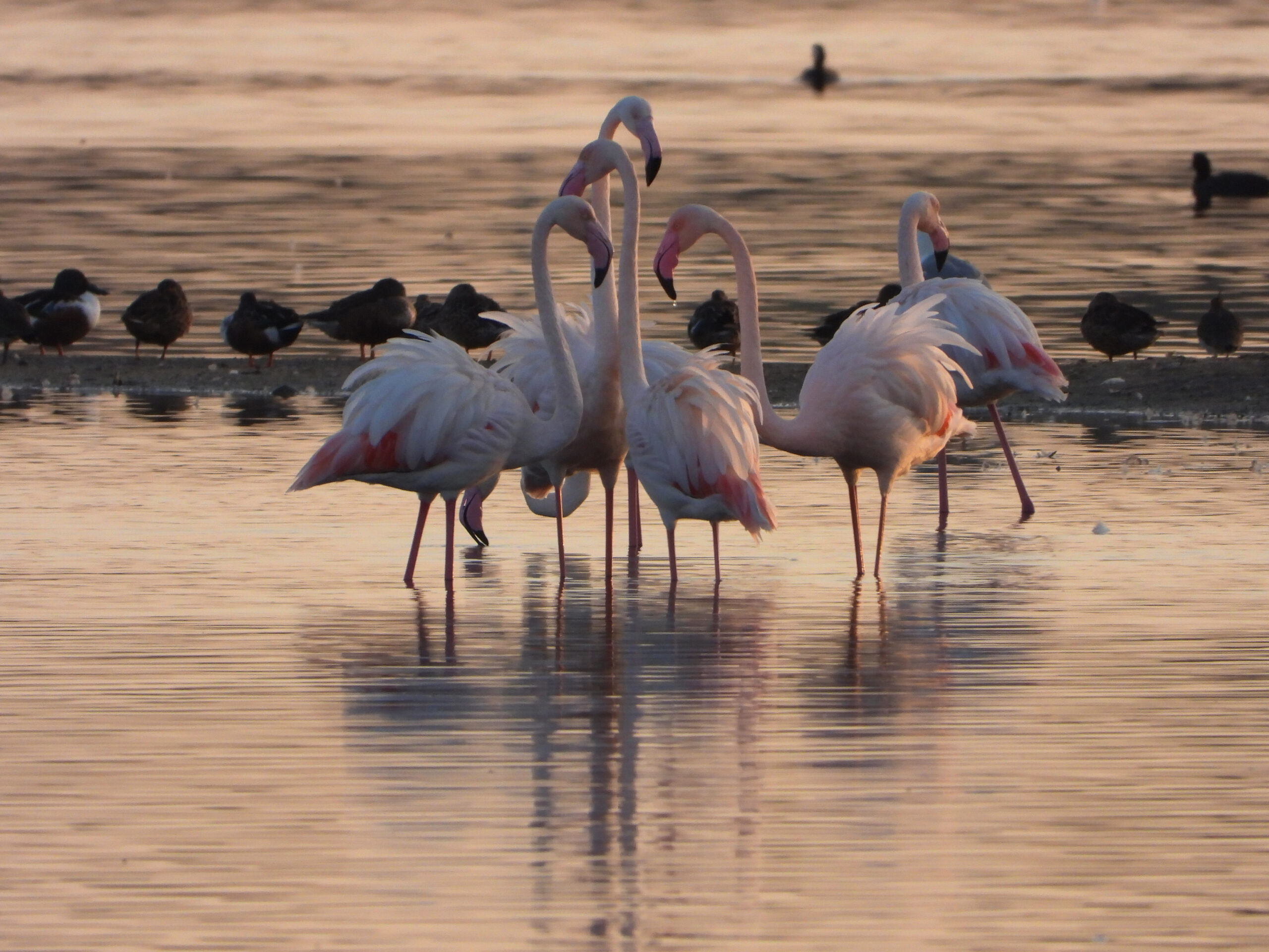 Flamingos