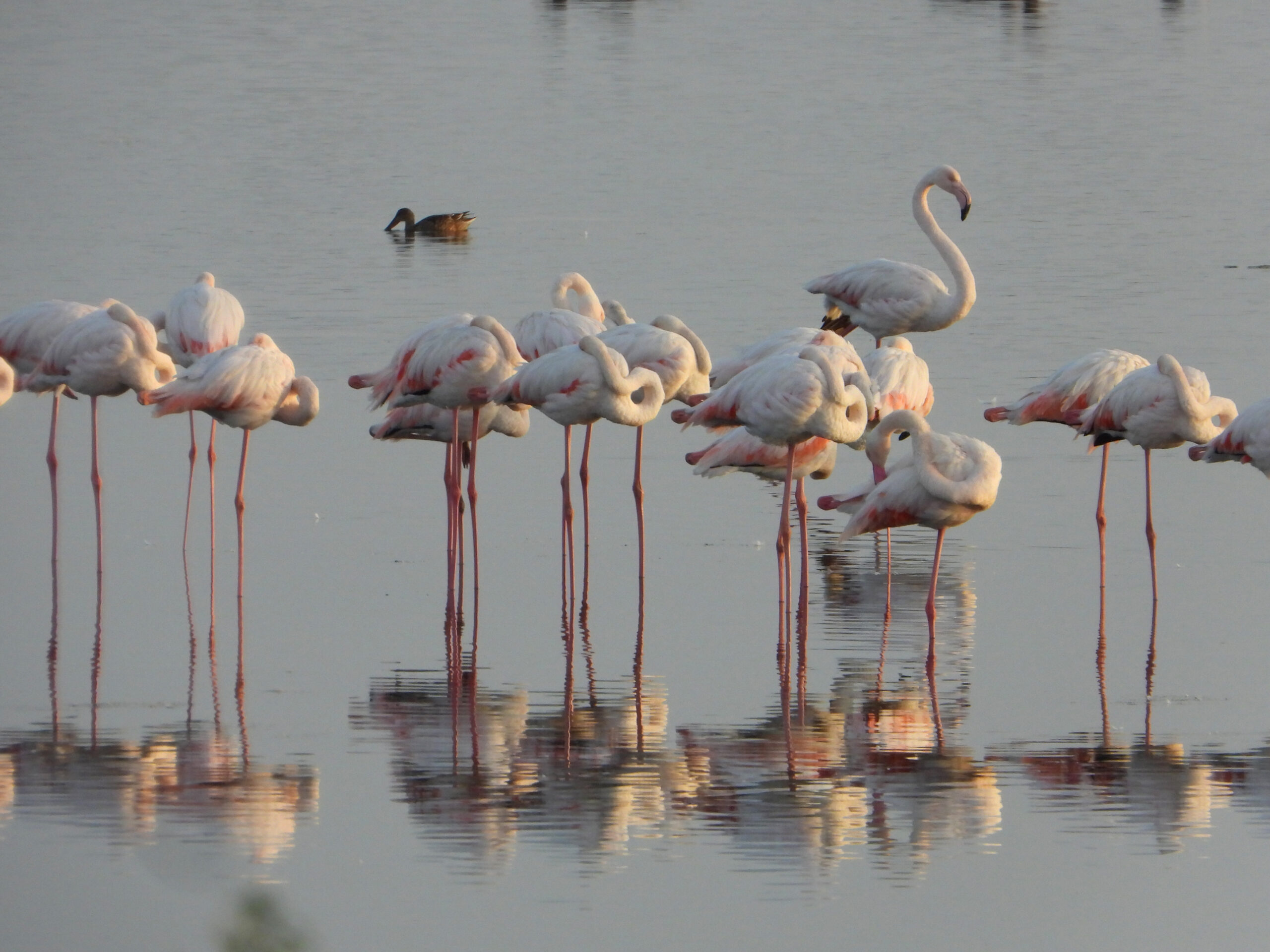 Flamingos