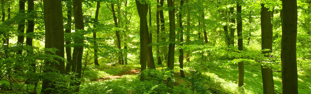 Grüner wald