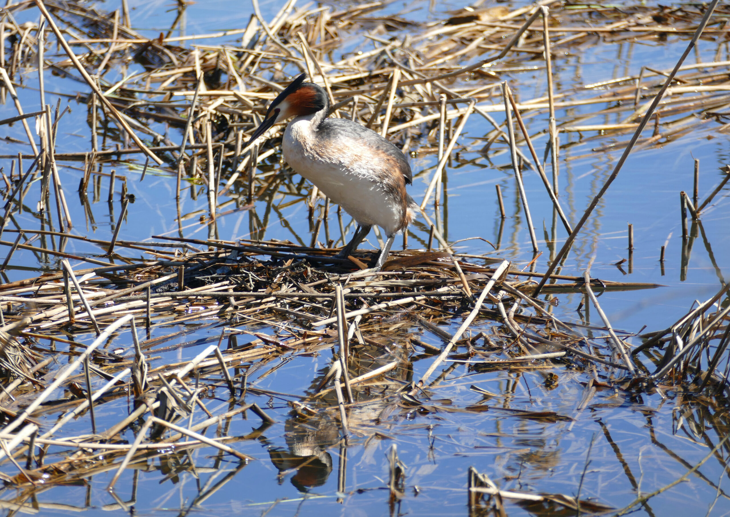 Haubentaucher nest