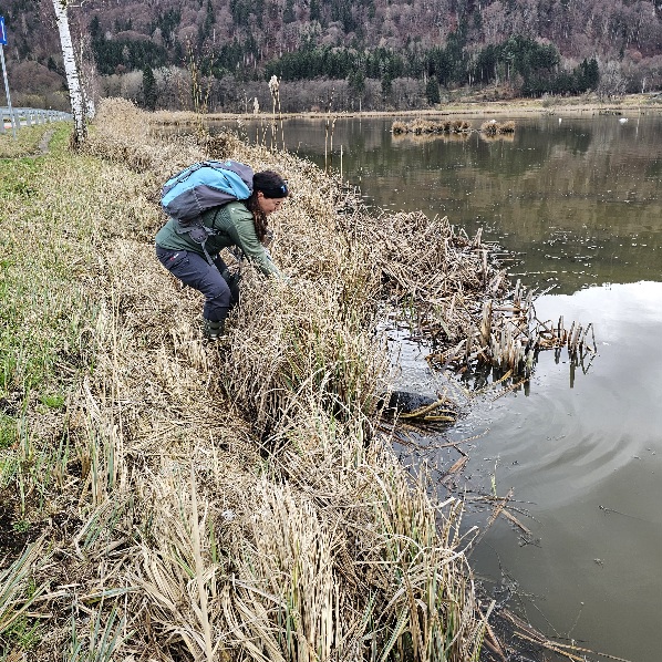 Flurreinigungs aktion bleistätter moor