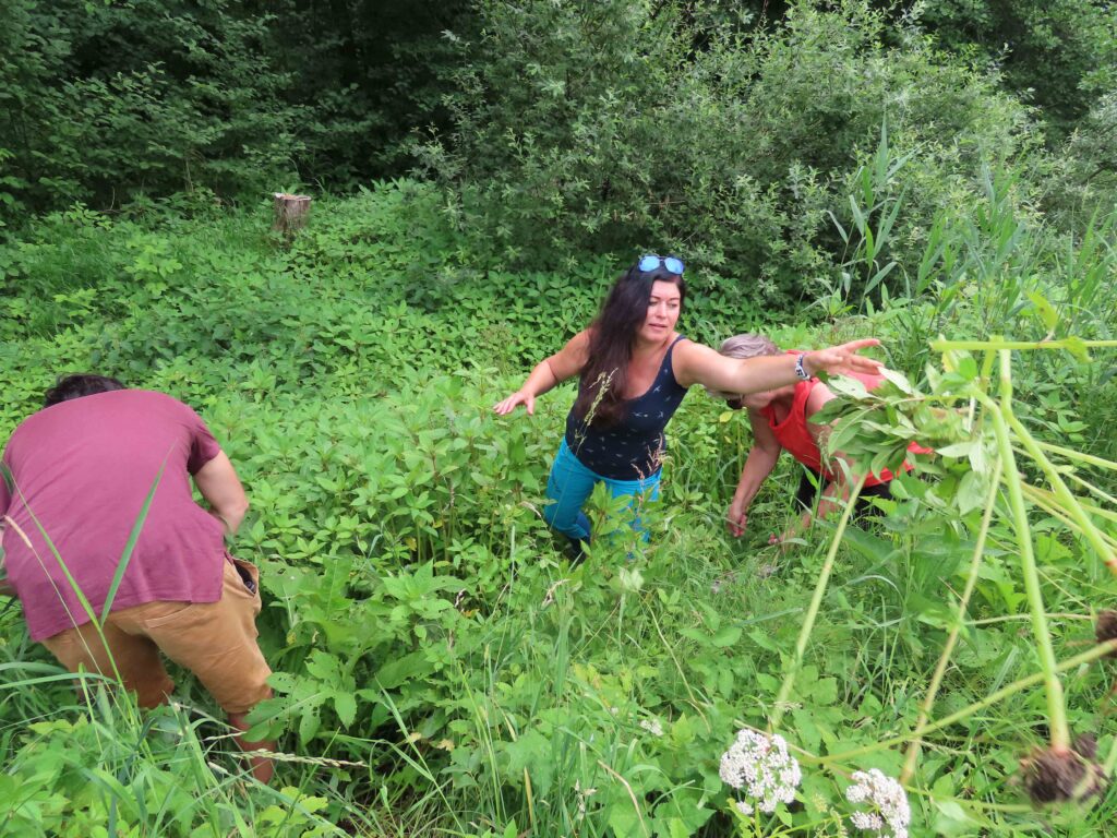 Neophytenbekämpfung blei moor