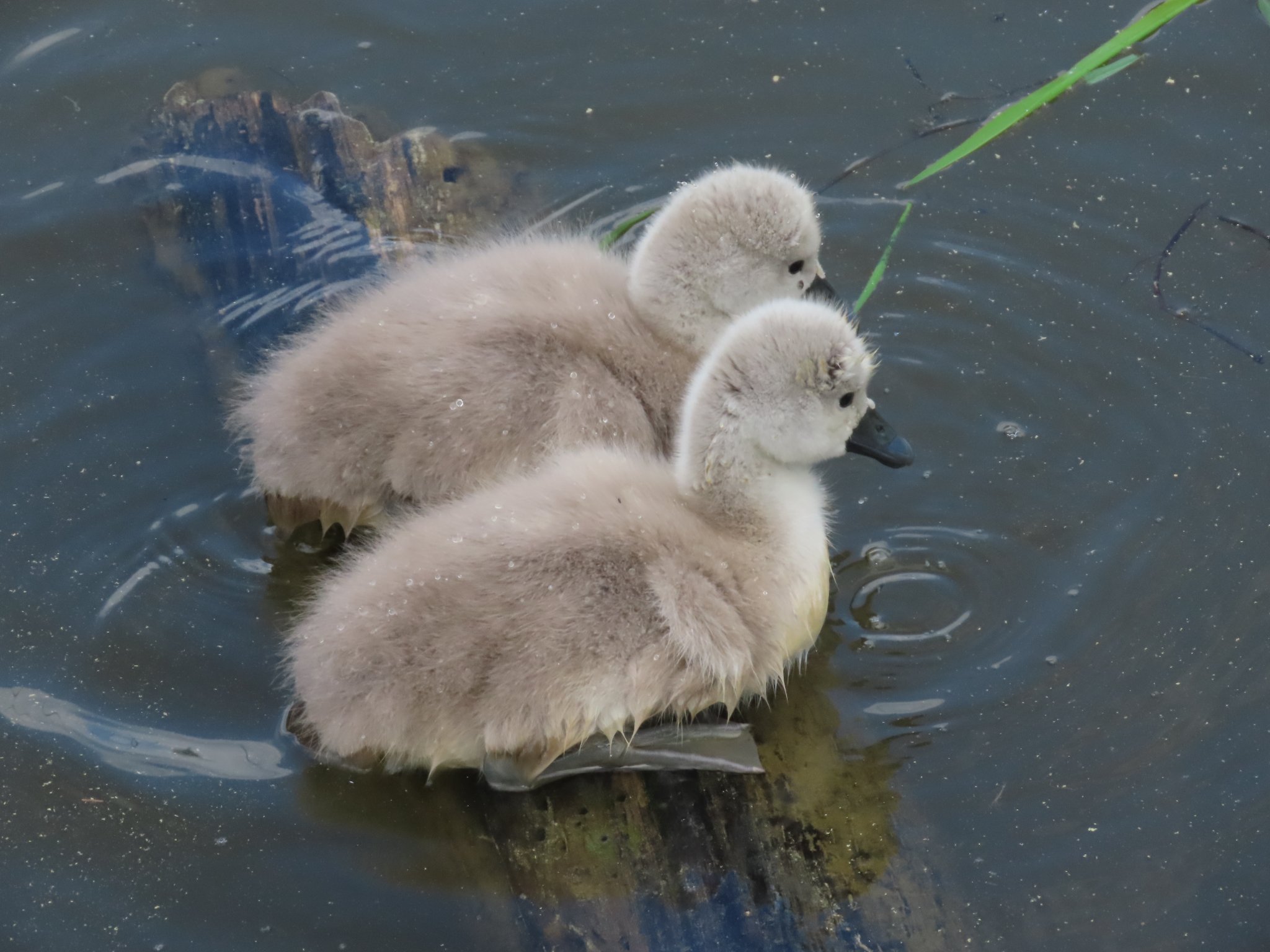 492032475 10230560660869697 5835340388287933759 n