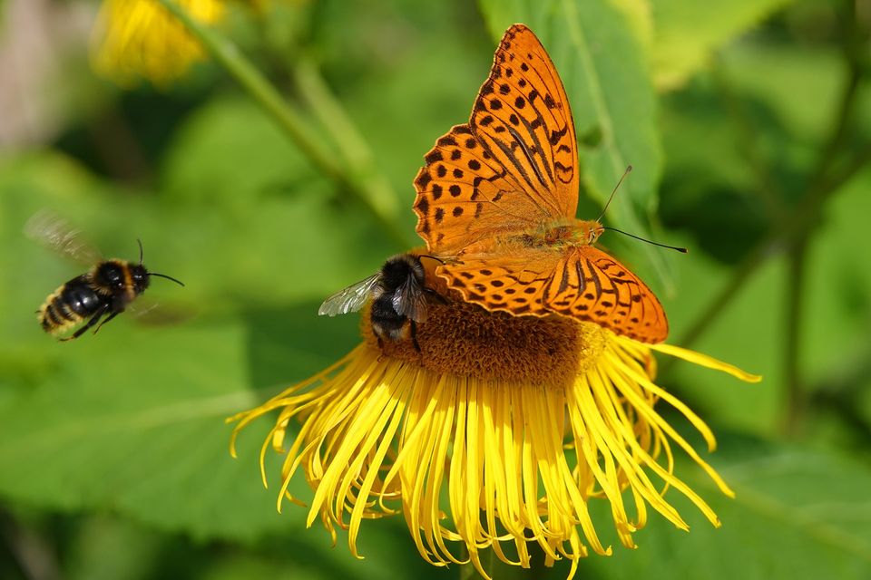 69899925 10216362925095176 4447089428397031424 n