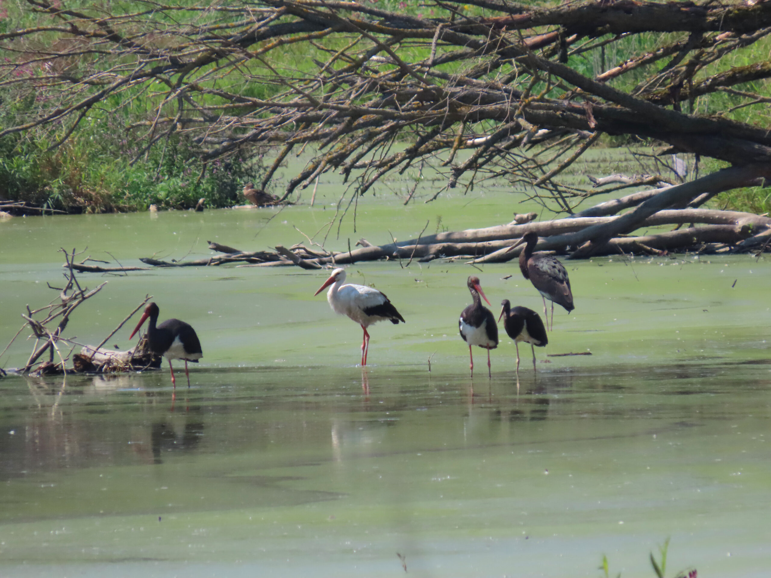 April schwarzstörche