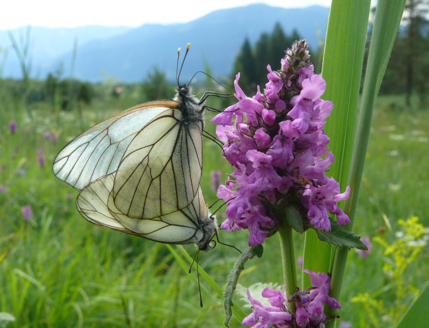 Baumweißling homepage