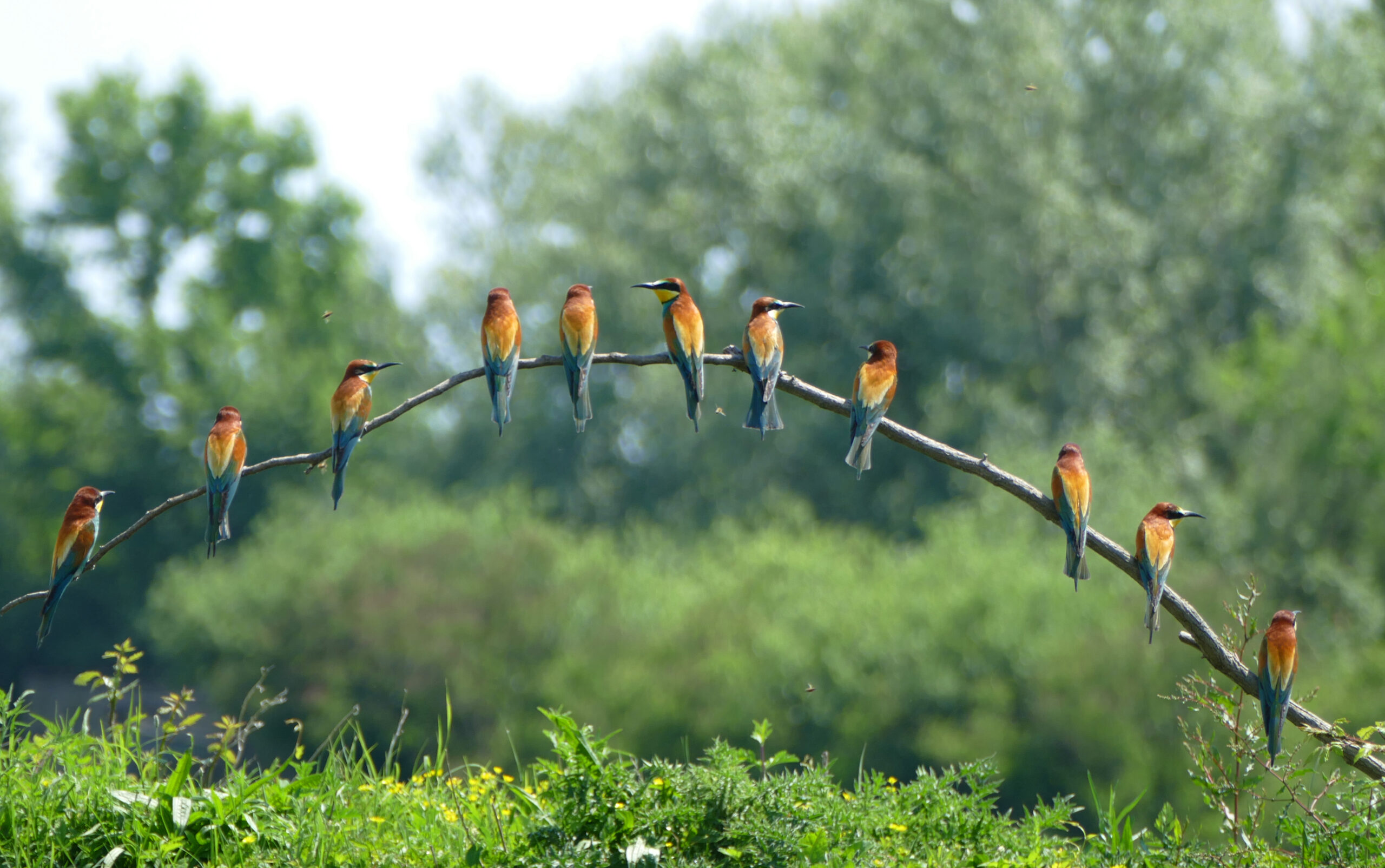 Bienenfresser schön