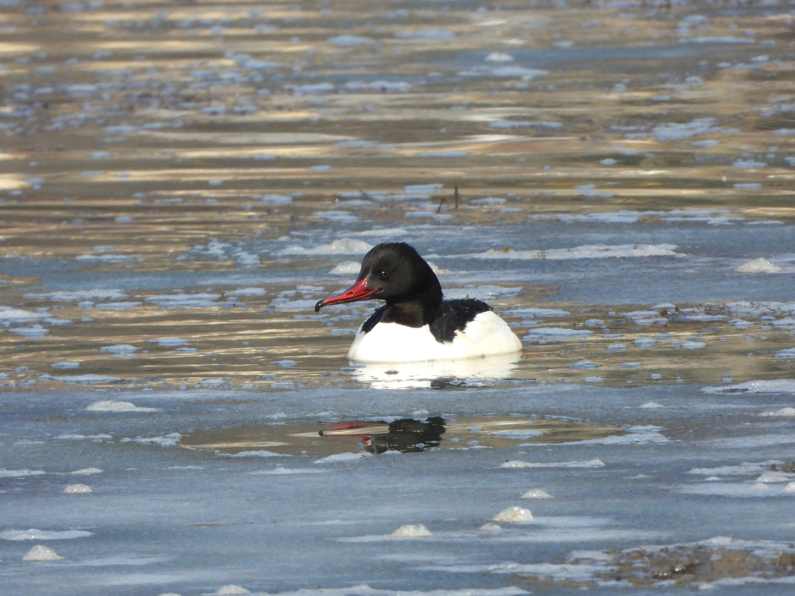 Gänsesäger männchen schön