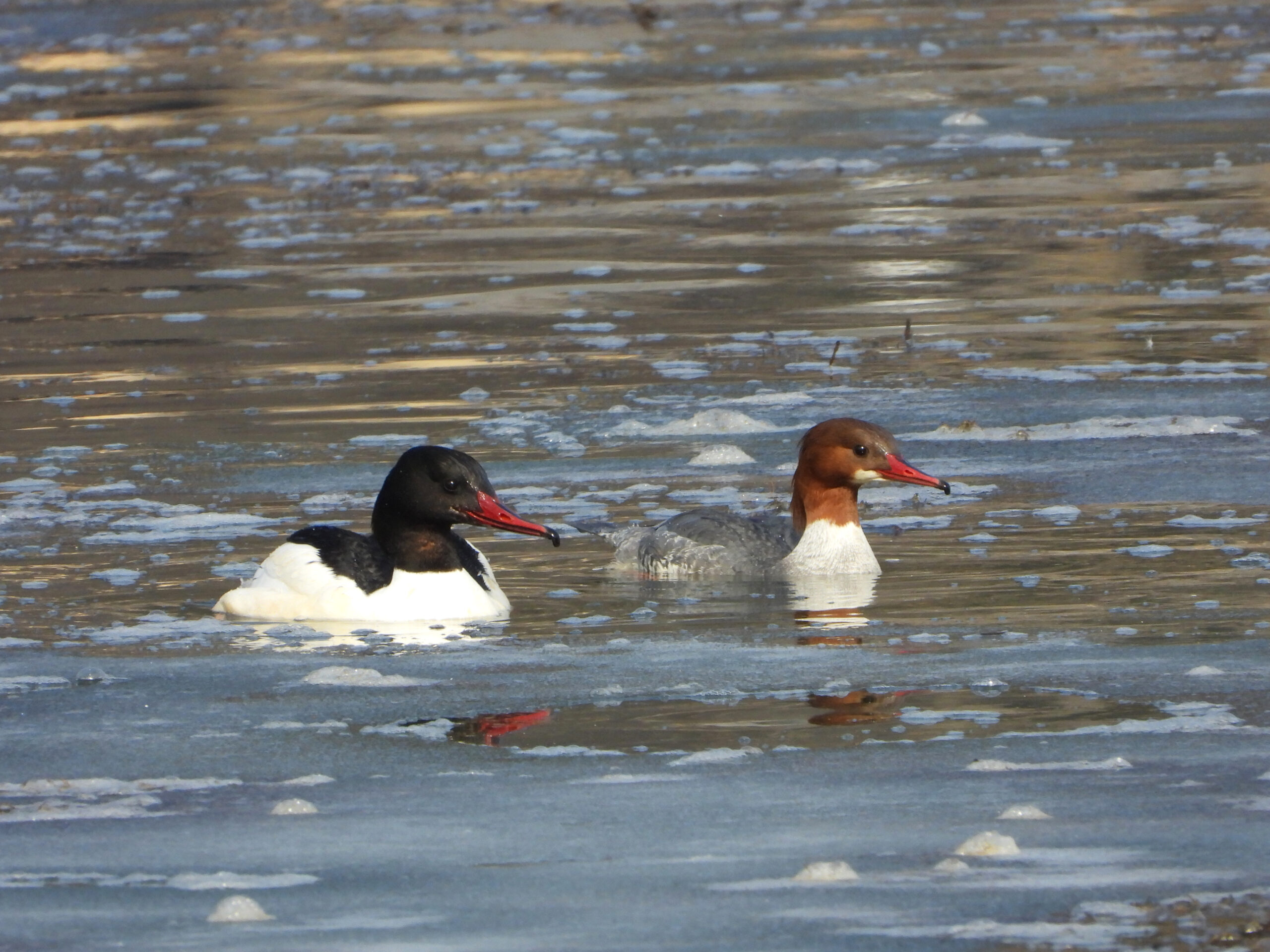 Gänsesäger pärchen