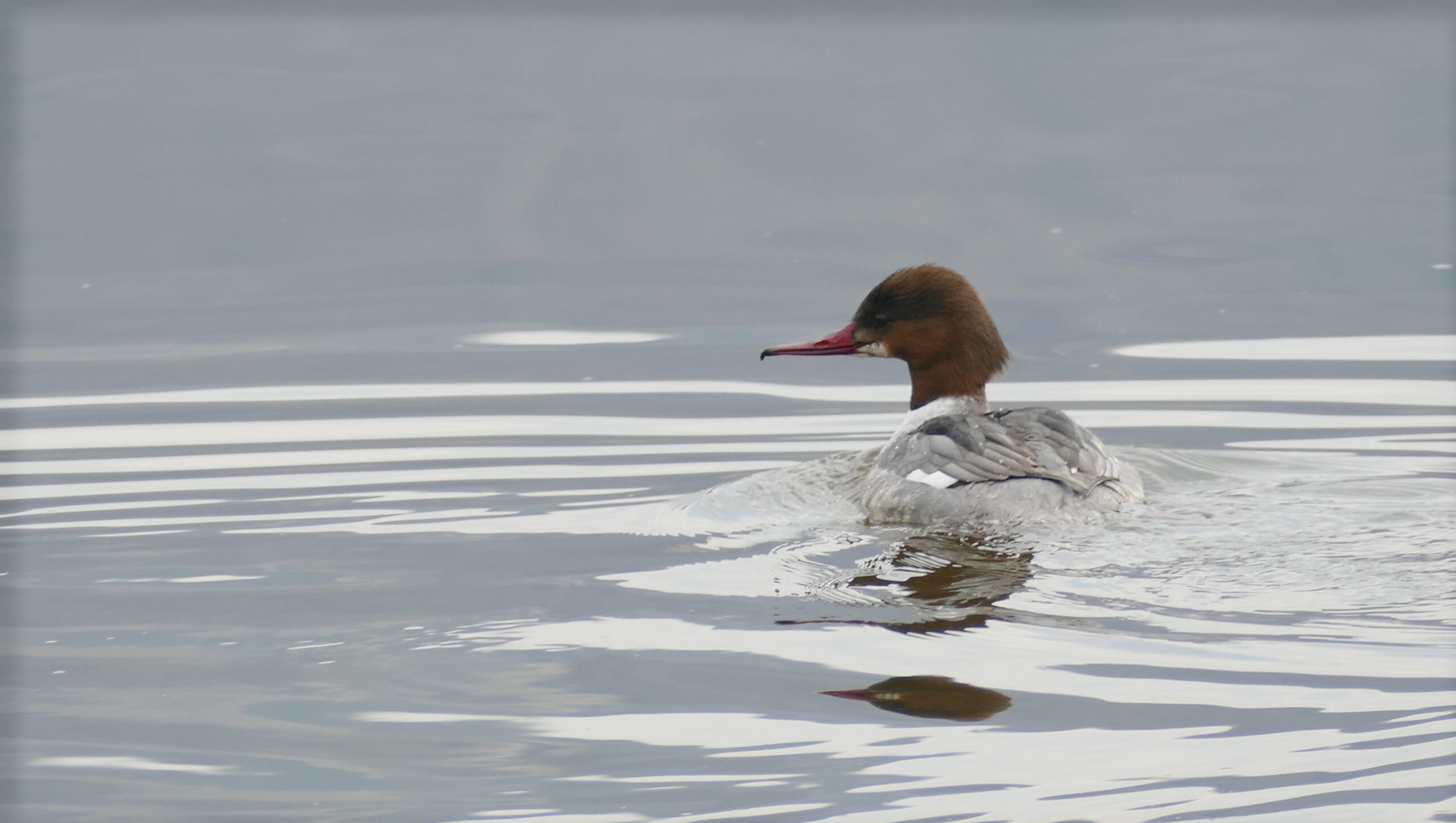 Gänsesäger weibchen