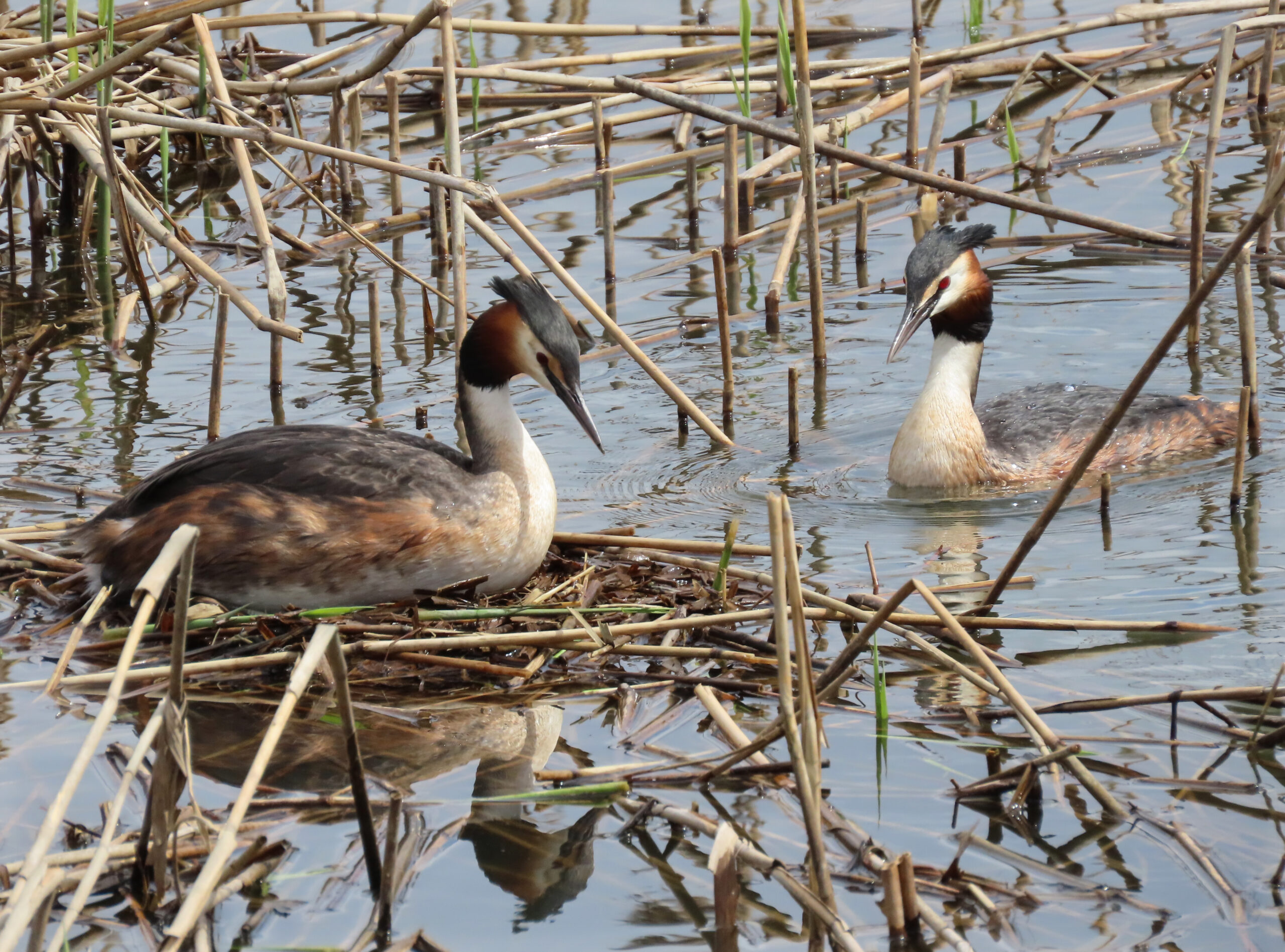 Haubentaucher 160421