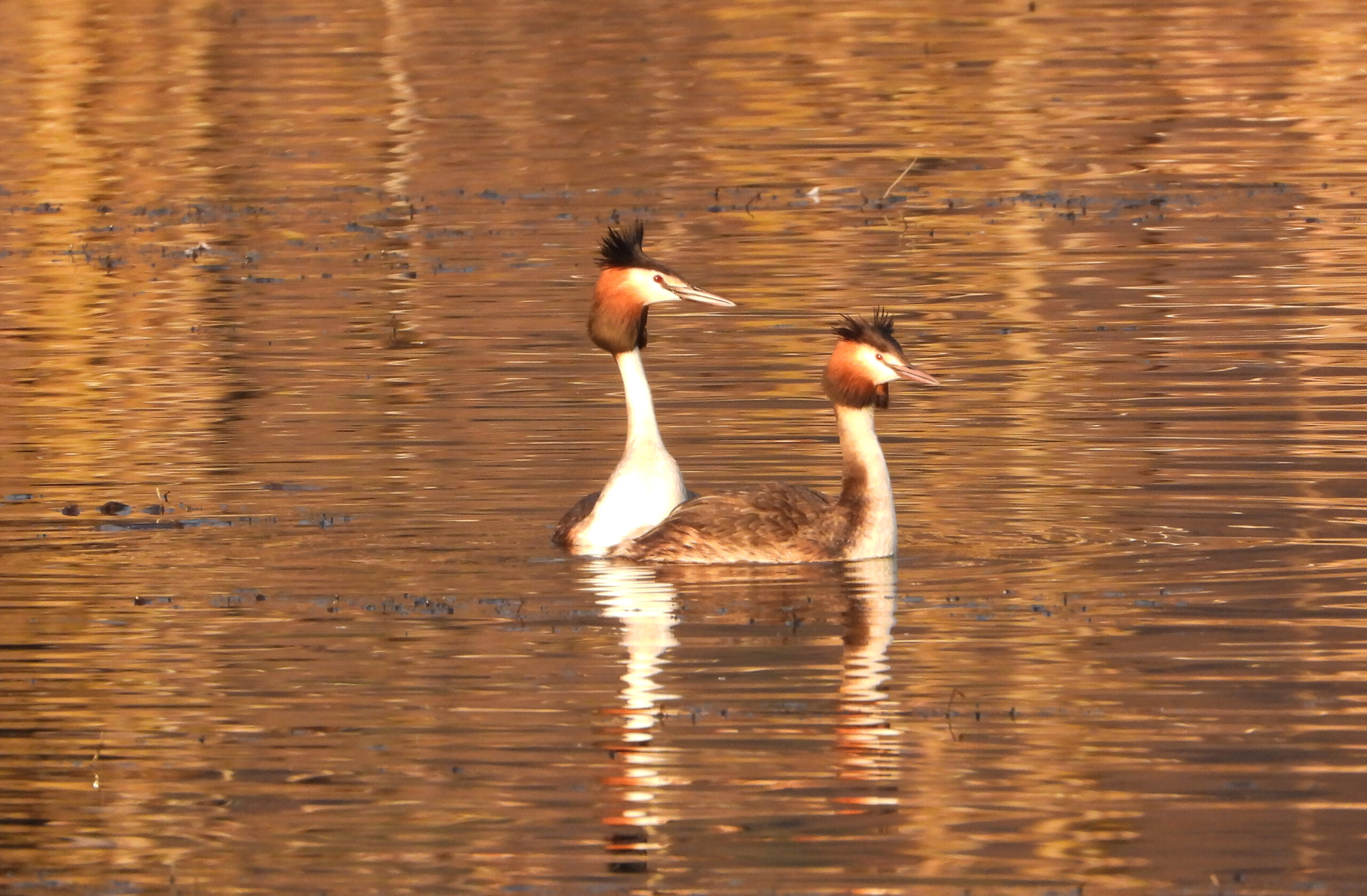 Haubentaucher 180224