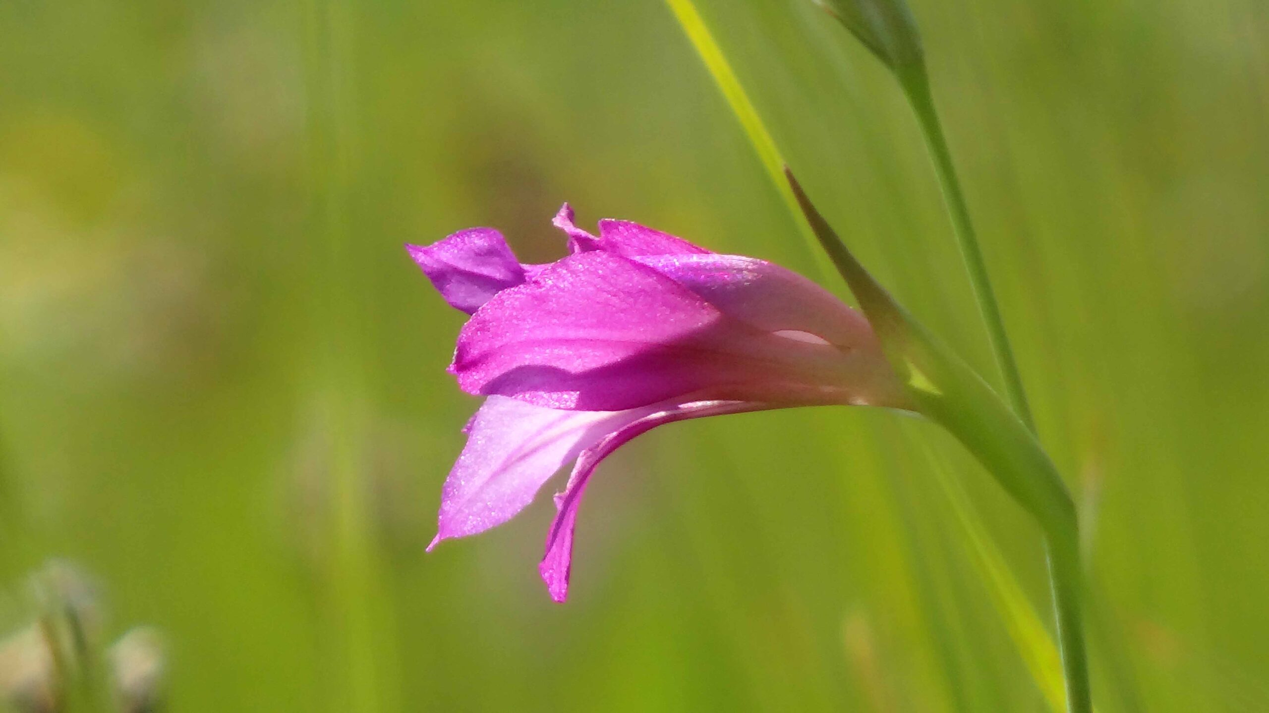 Illyr gladiole