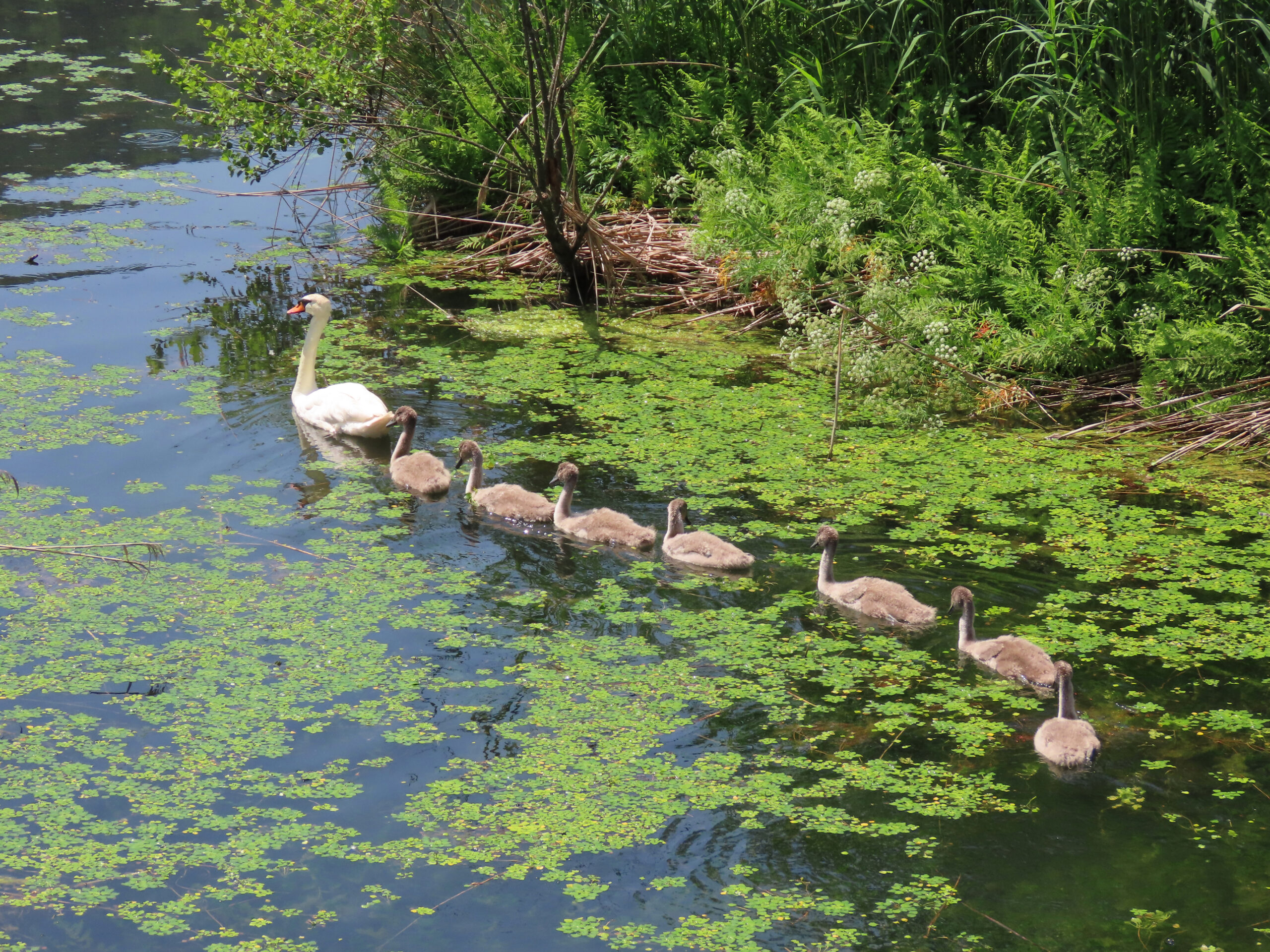 Juni höckerschwanfamilie