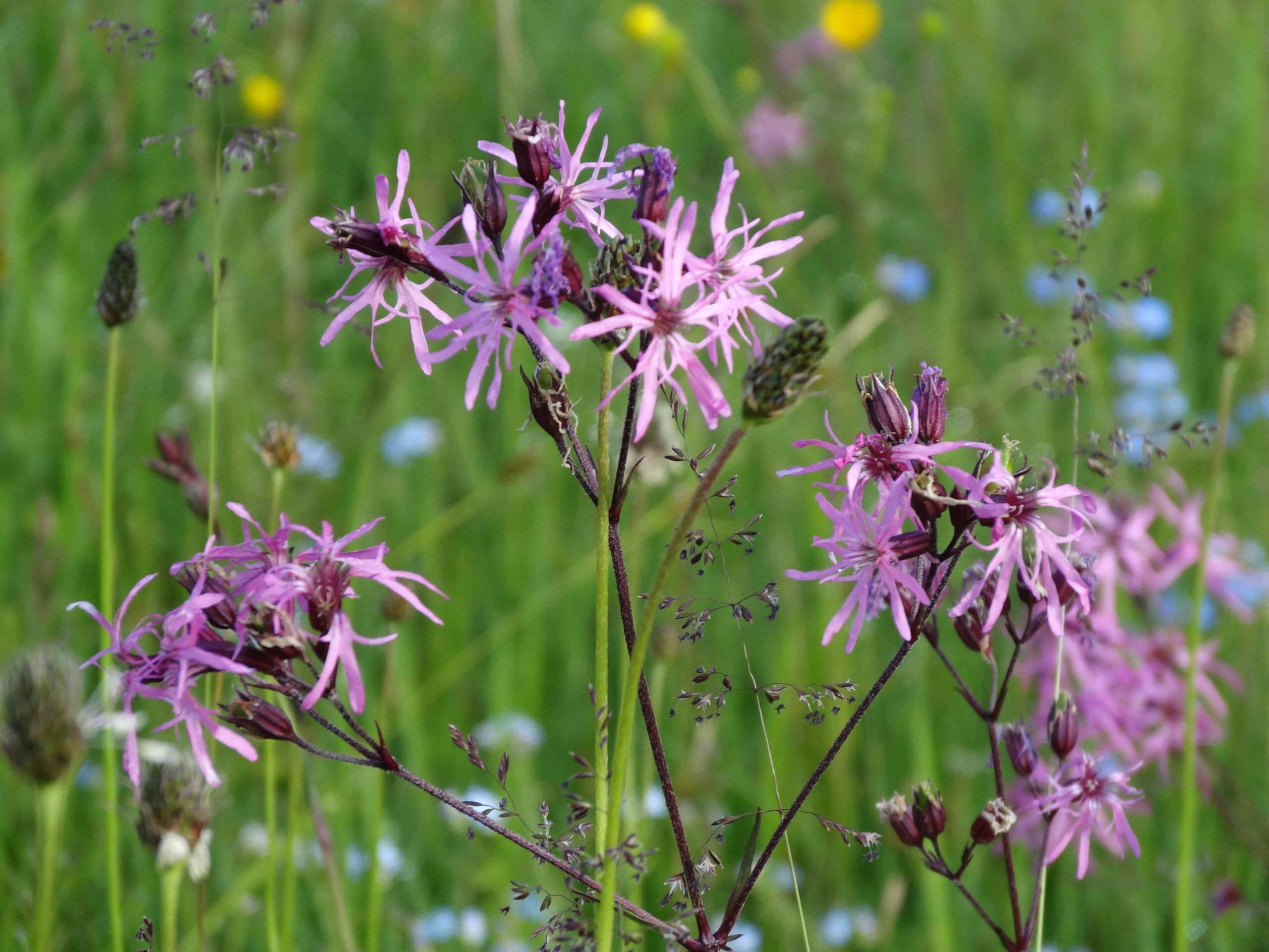 Kuckuckslichtnelke schütt