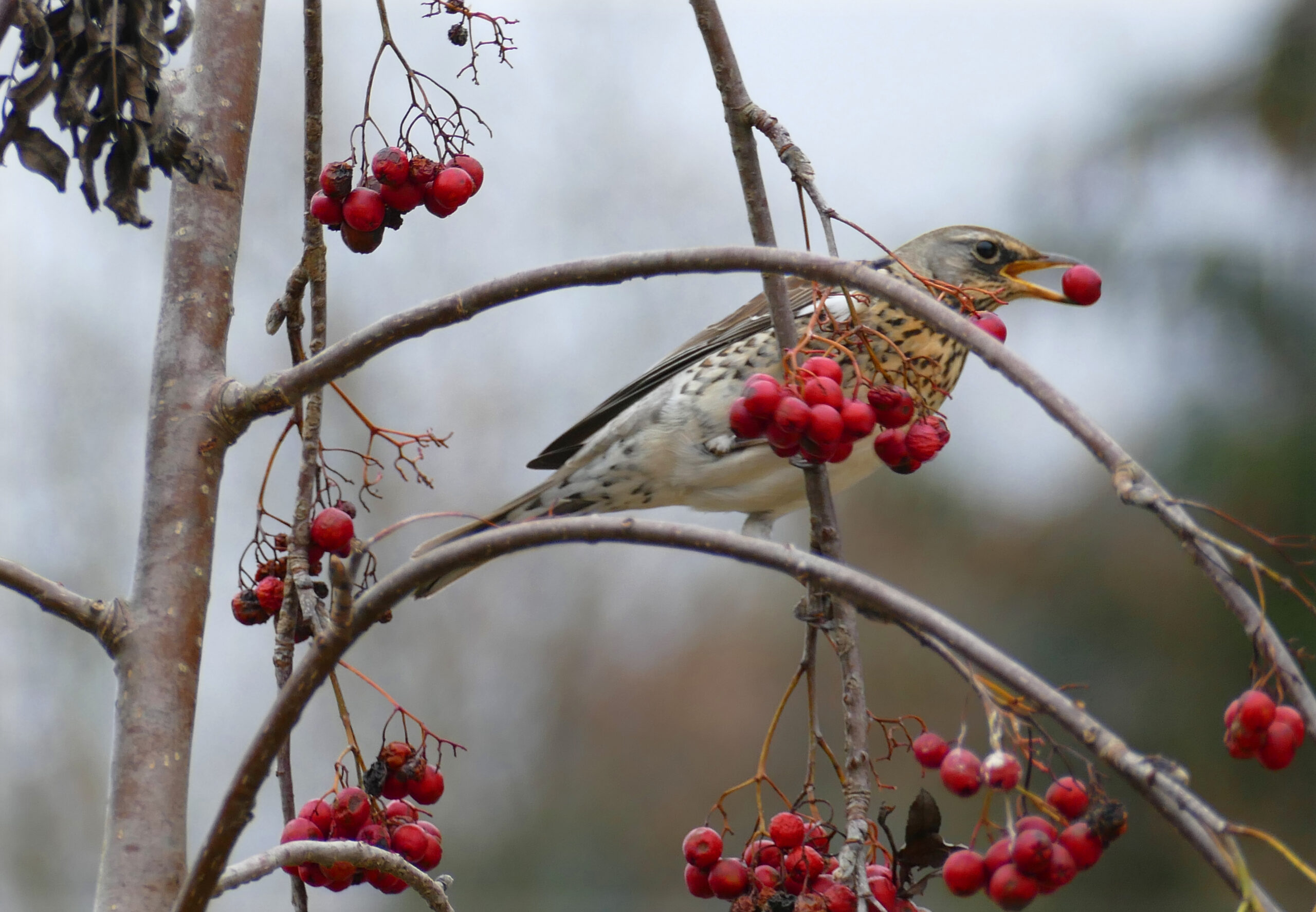 Wacholderdrossel beere schön