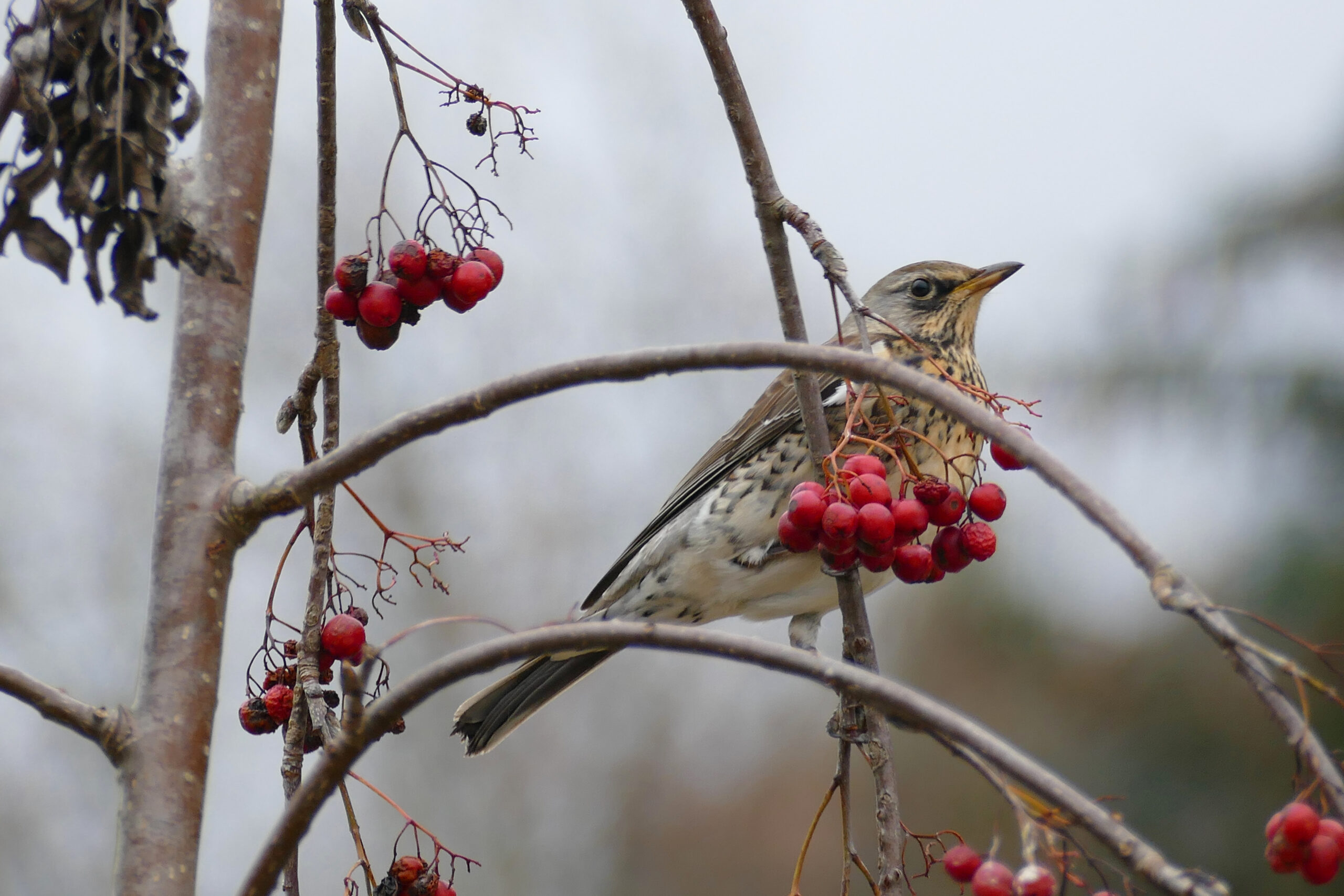 Wacholderdrossel eberesche uk kopie