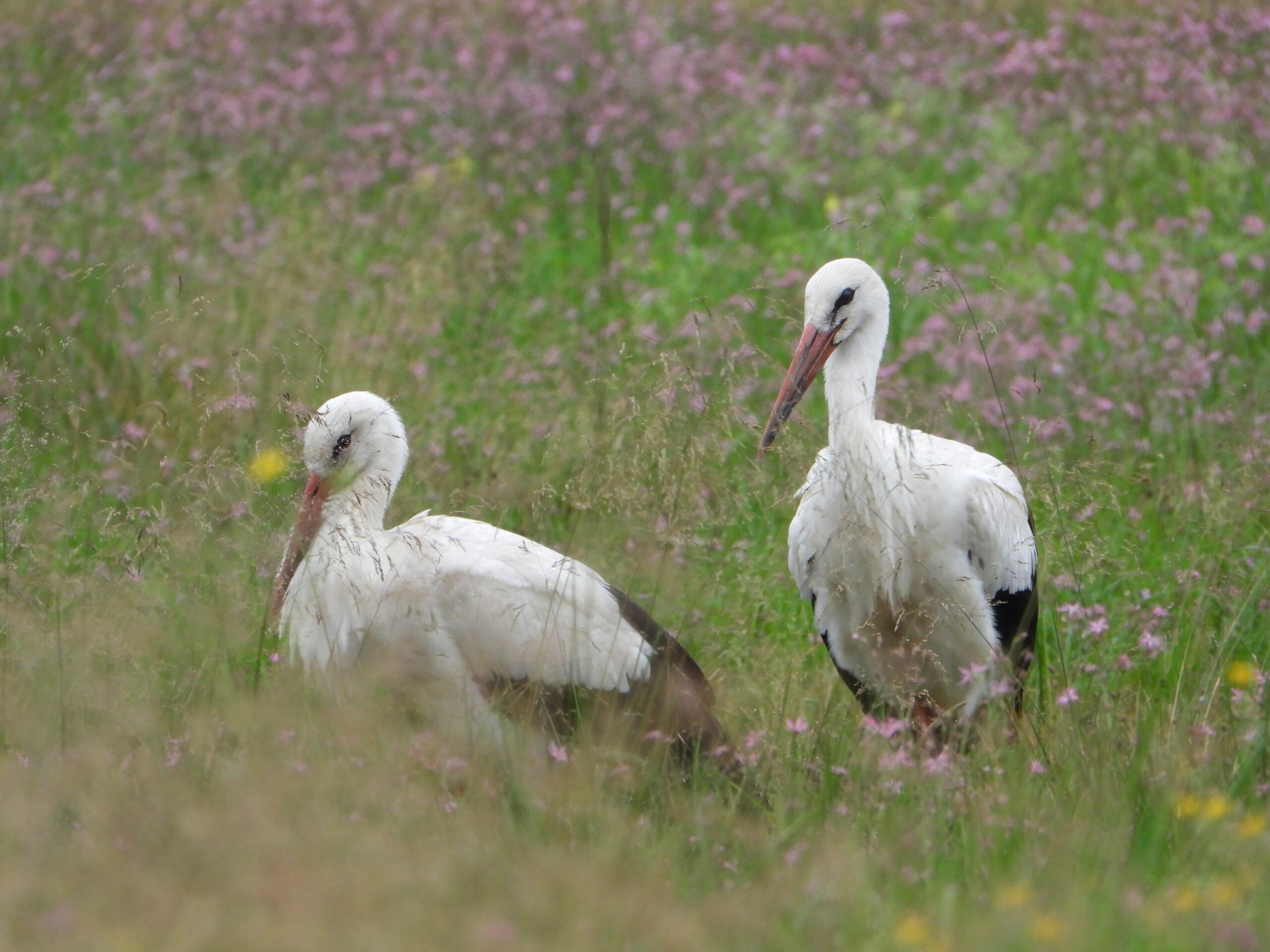 Weißstörche diesjährig 290725