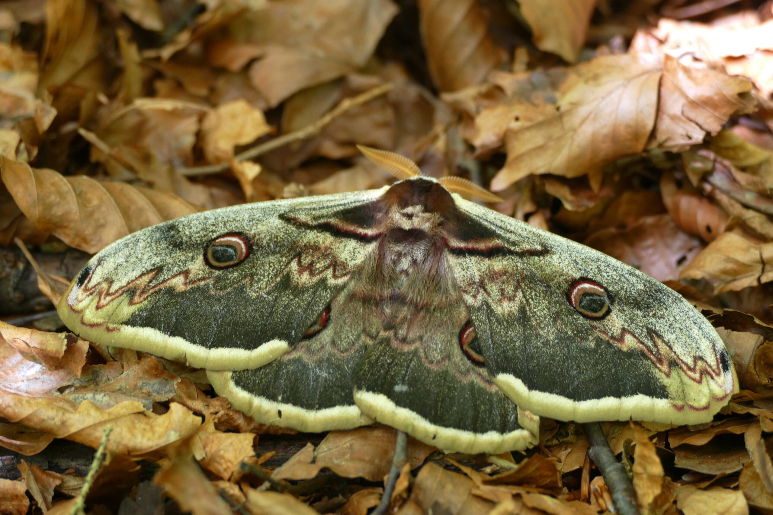 Wiener nachtpfauenauge