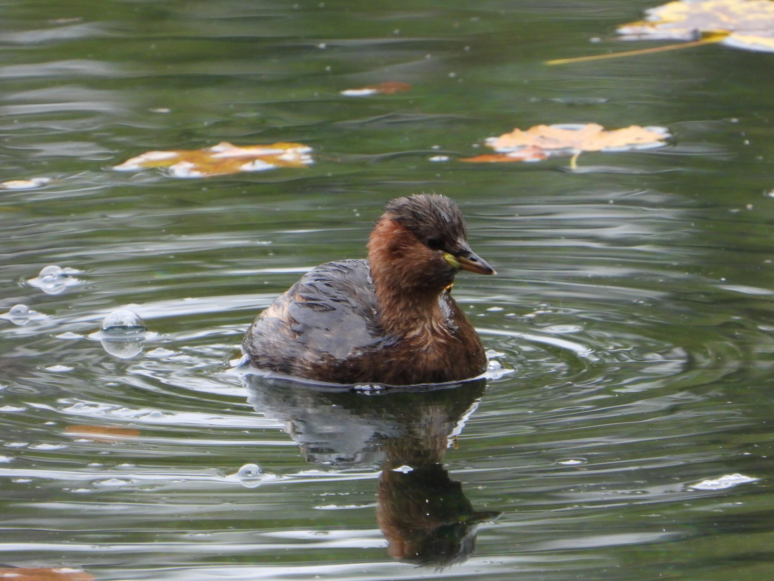 Zergtaucher lago di fusine 121025