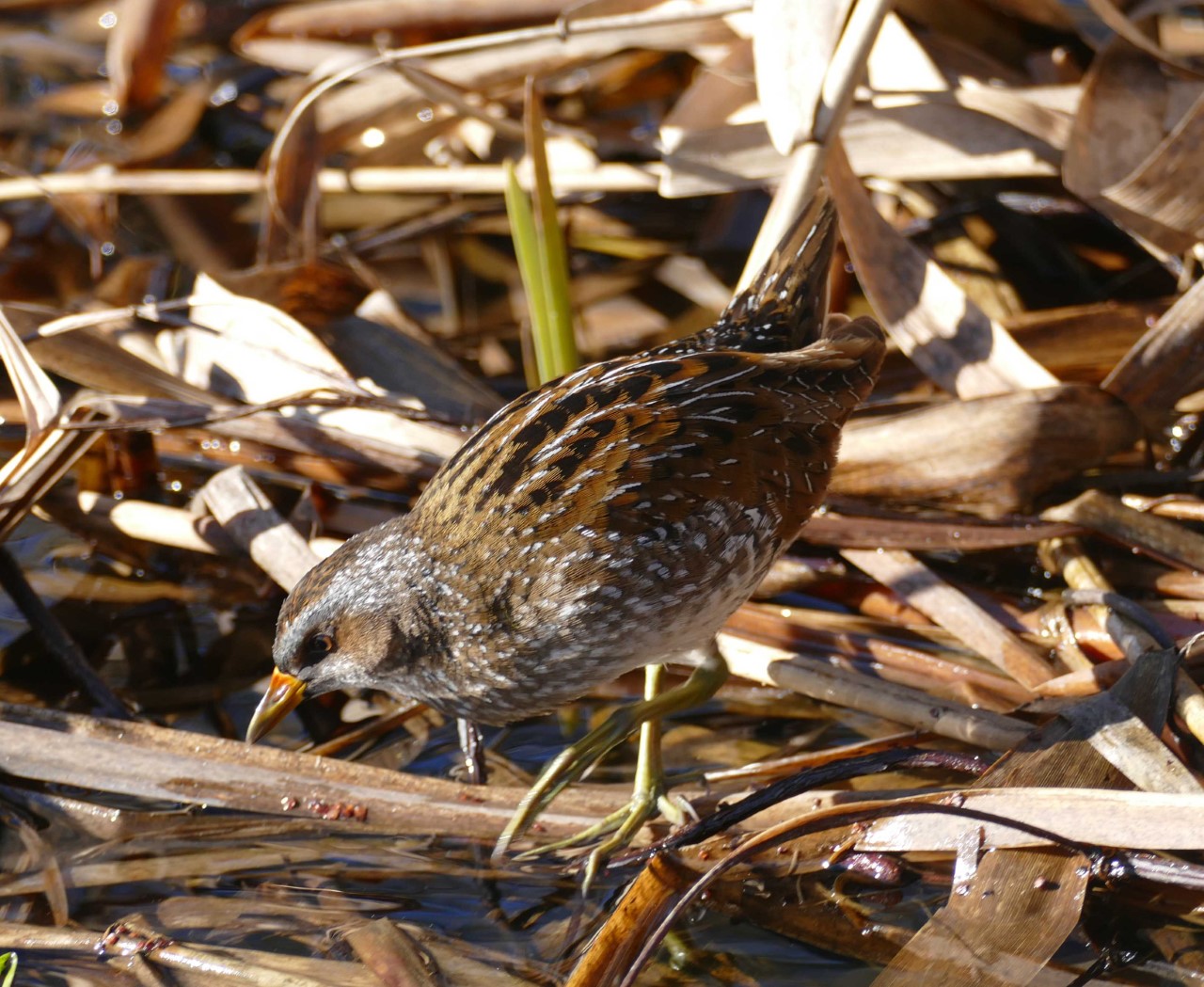 Das seltene tüpfelsumpfhuhn