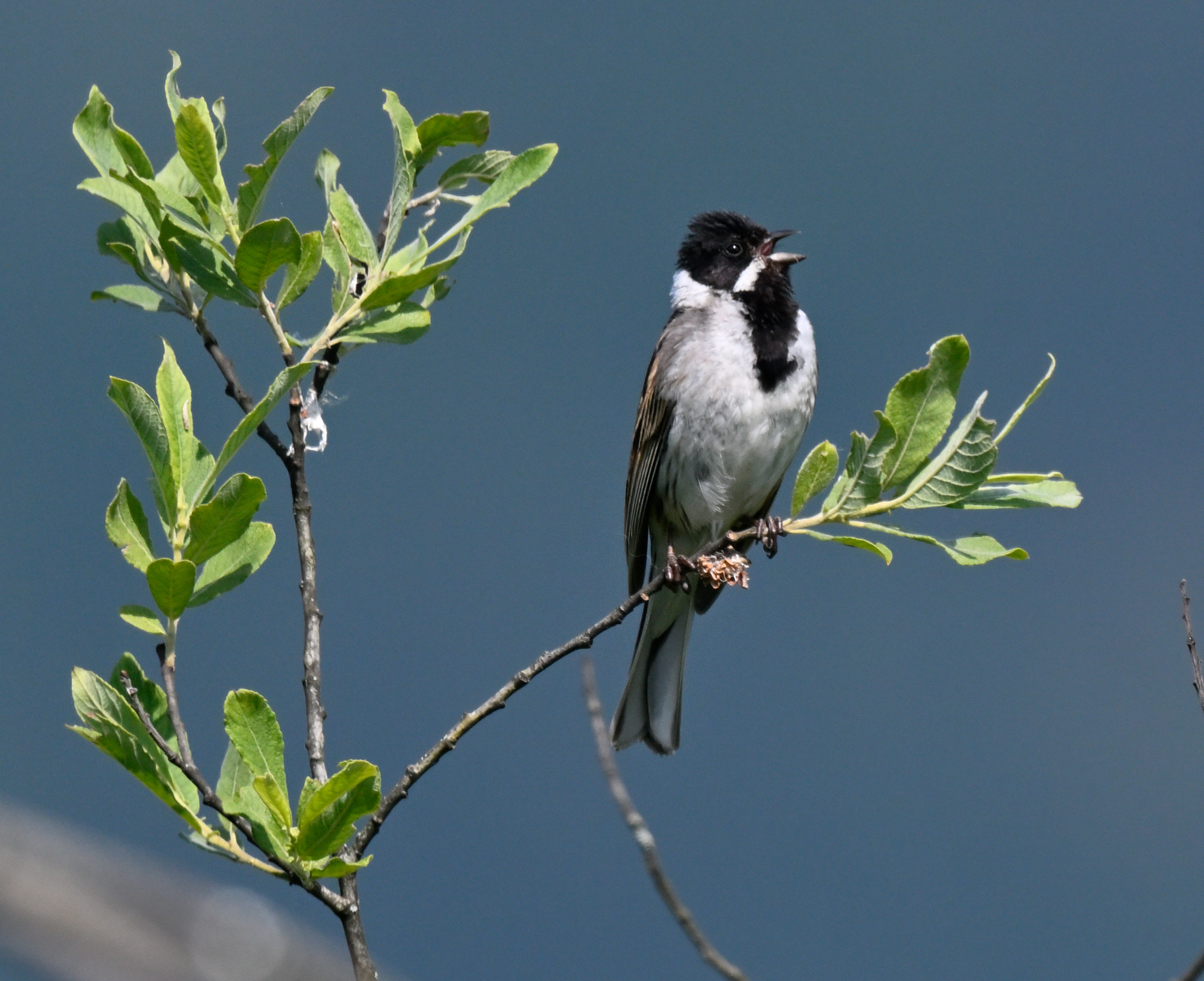 Männliche rohrammer singend