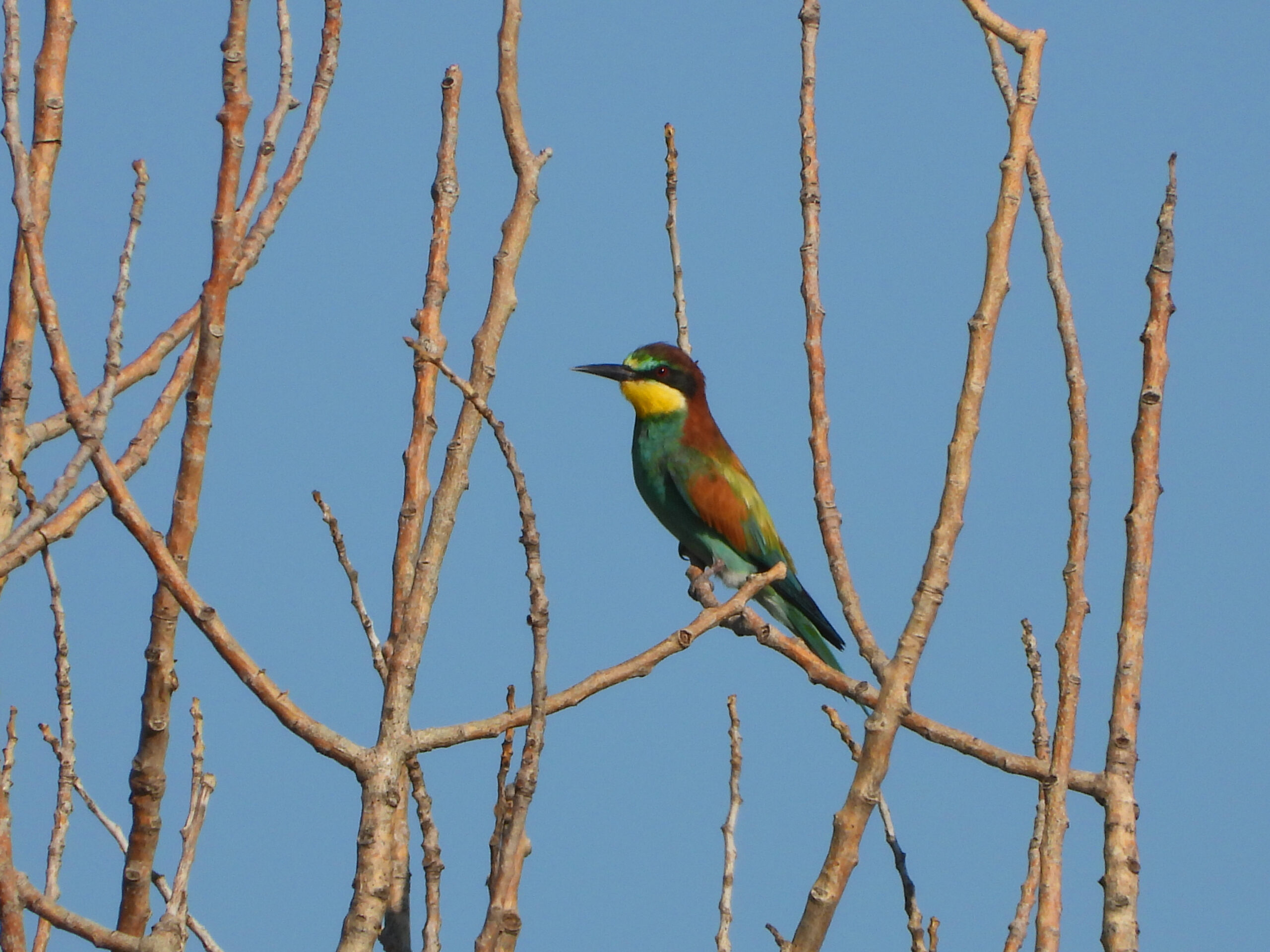 Bienenfresser 040923