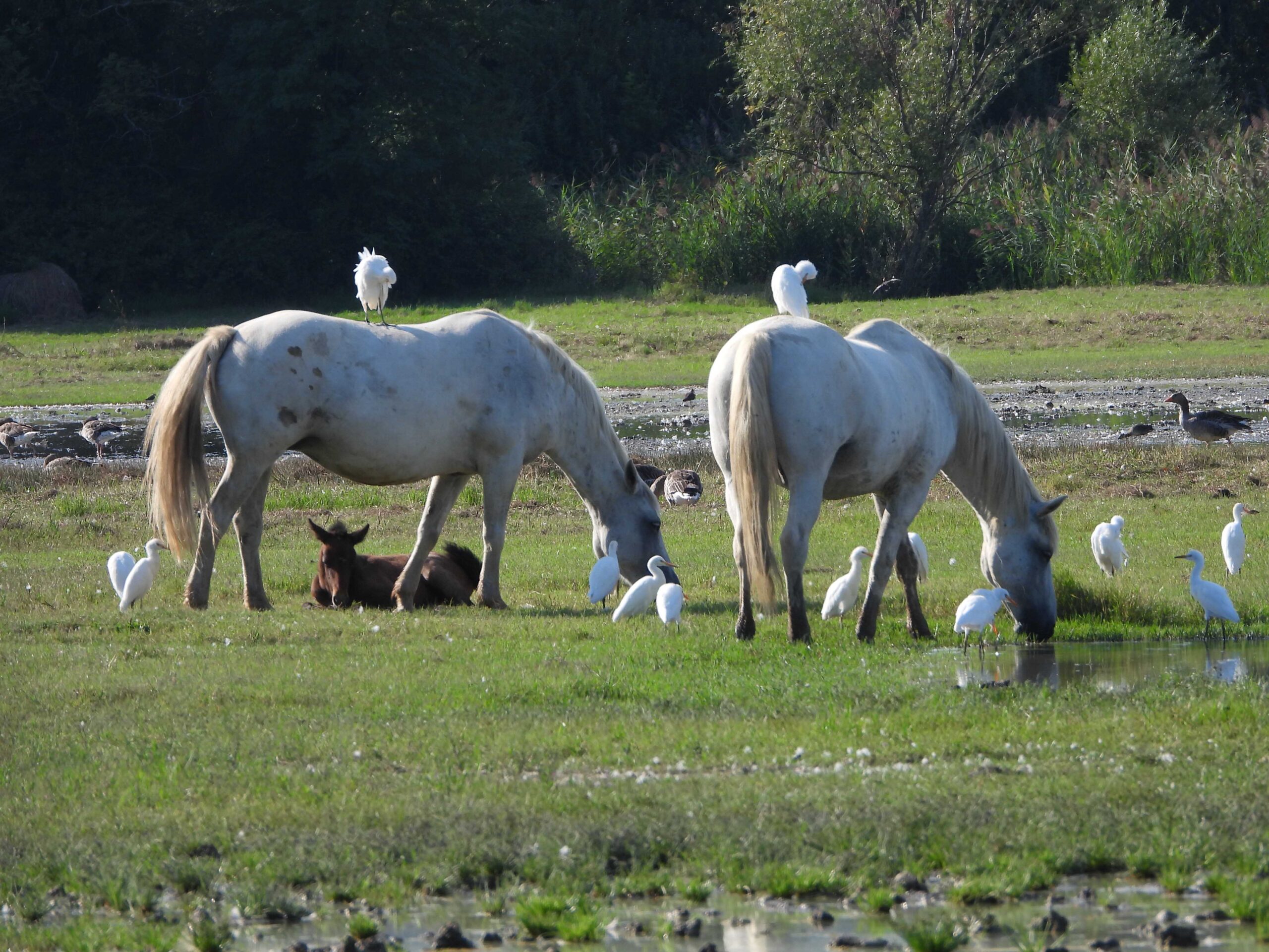 Camarguepferde kuhreiher